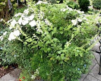 Potted plants