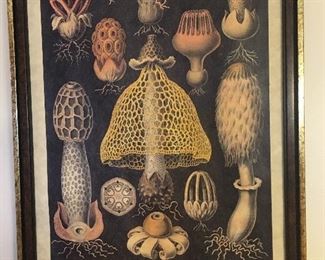 MISSOURI MYCOLOGICAL SOCIETY (DONALD DILL WAS A MEMBER)