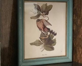 Mangrove Cuckoo Print with colored frame