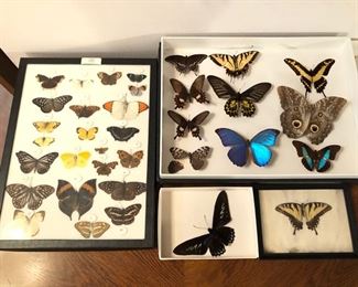 Mounted butterfly s