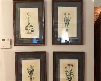 Set of four quality botanical prints
