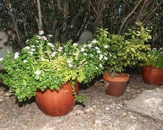 Large decorative pots with flowers and lemon tree