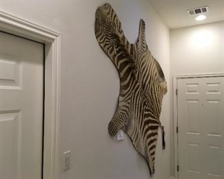 Beautiful Zebra Hide