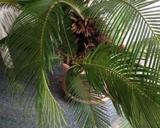 Large live palm