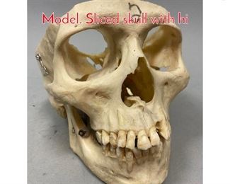 Lot 644 Real Human Skull Laboratory Model. Sliced skull with hi