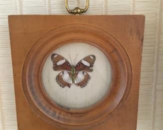 FRAMED BUTTERFLY