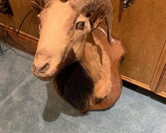 goat mounted head 