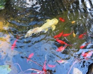 Live Koi Fish