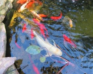 Live Koi Fish