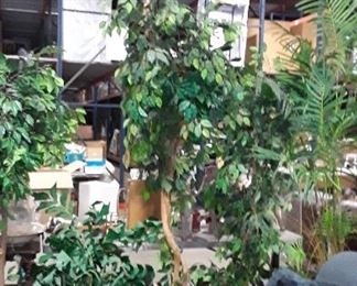 Many DECORATIVE TREES 25.00