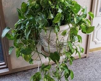 Live Potted Plant with Plant Stand
