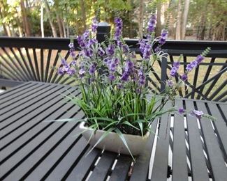 Cute outdoor lavender arrangement