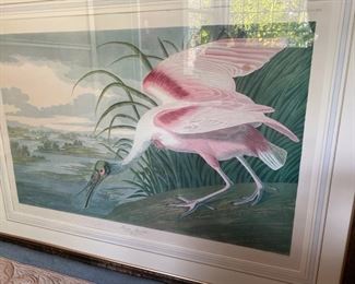 Auduban lithograph