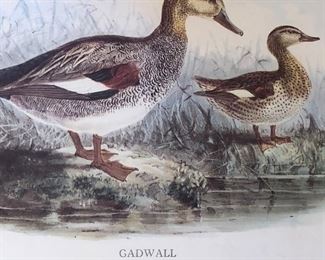 Gadwall Art