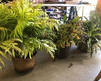 Live plants