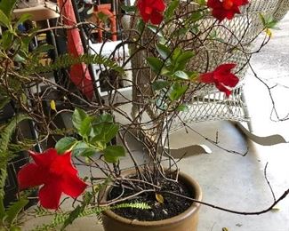 flowering plant