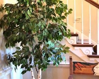 Ficus