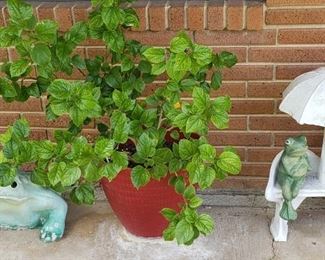 plants, garden decor