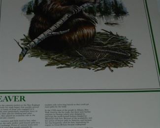 Prints: Wild Beaver
