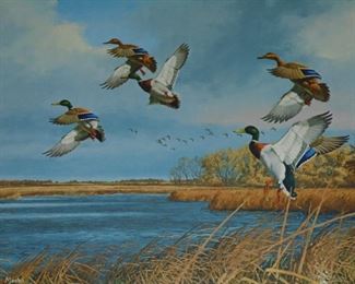 5 ducks landing blind  Maass