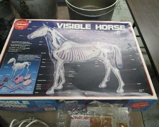 Visible horse model