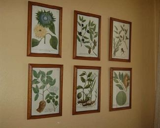 Botanicals from Belgium