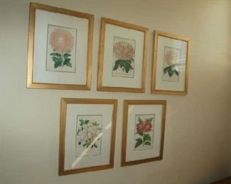 Handcolored floral botanicals