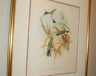 One of four Gould bird prints