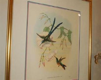 Handcolored Gould birds