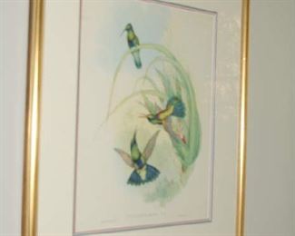 Gould hummingbirds