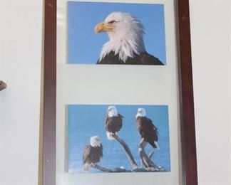 Eagle photos