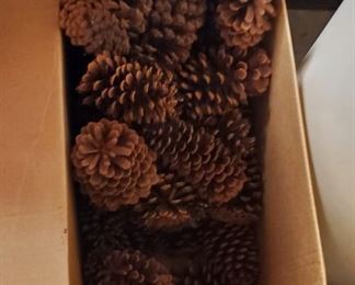 Box of Pine Cones