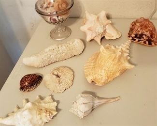 Seashells