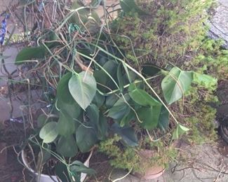 save me from certain death