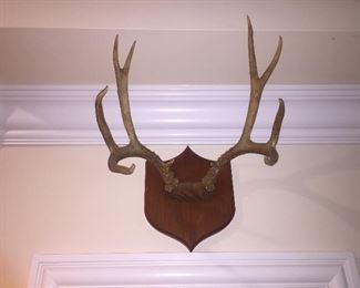 Wall Deer Antlers