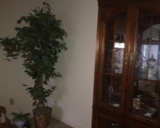 artificial ficus tree & a great curio cabinet