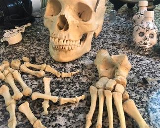 SOLD. This is a real human skull and I am jealous of its really nice teeth.