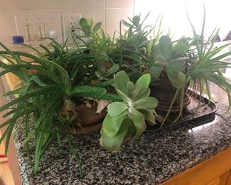 Evidently these completely maintenance-free cactus-type plants are the only things I can keep alive, and even that is questionable