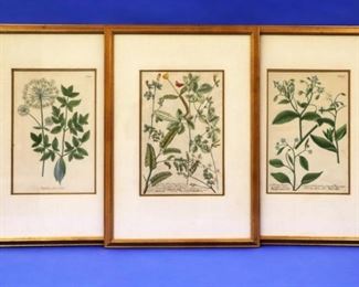 Early Botanical Prints