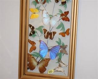 Framed butterflies