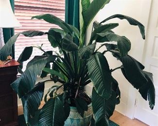 GIANT house plant, 5+ feet tall - hanger for scale.