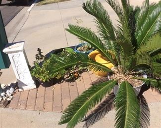 Plants and outdoor items