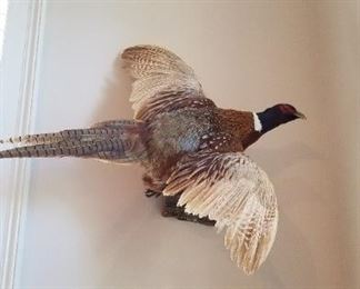 Pheasant