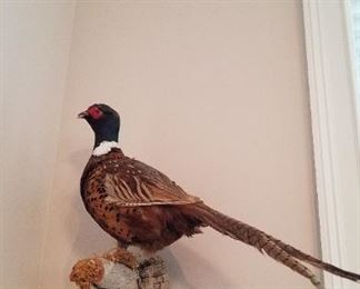 Pheasant