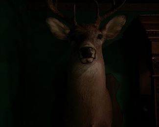 DEER MOUNT