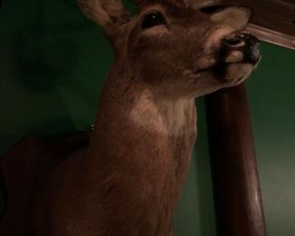 DEER MOUNT