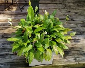 Plant by pool in container