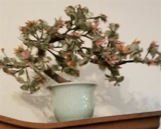 Jade tree