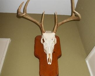 Bleached deer skull