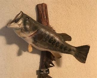 Taxidermy bass